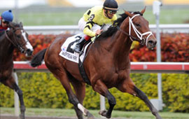 Canadian-Breds do well at Appleton Stakes at Gulfstream Park