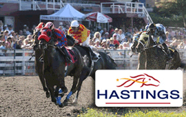 Private Mambo dies at race on Hastings Racecourse